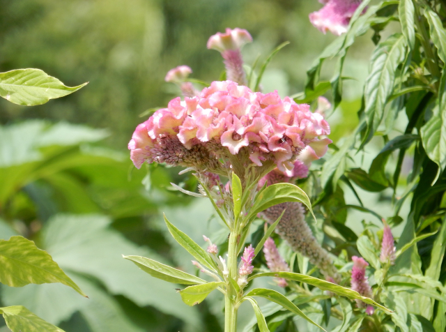 秋のお彼岸に合わせる季節の花材
