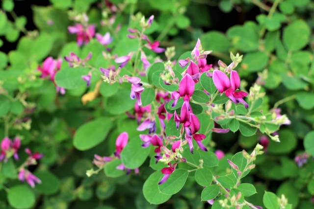 秋のお彼岸に咲く萩の花