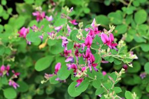 お彼岸の花｜春と秋で変わる、お仏壇の花の選び方