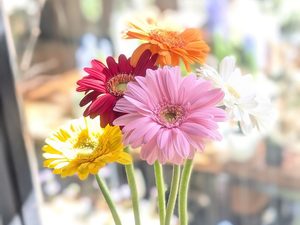10月の誕生日に贈る花｜ガーベラの花言葉と星座で選ぶ色