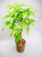 観葉植物パキラ（発財樹）高150cm（受け皿・かご付）