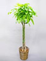 観葉植物パキラ（発財樹）高170cm（受け皿・かご付）