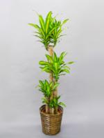 観葉植物ドラセナ（幸福の木）高170cm（受け皿・かご付）