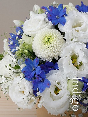 【青い花が好評です！胡蝶蘭より目立ちます◎花画像サービス付】移転祝いの花「インディゴ」2Lサイズ